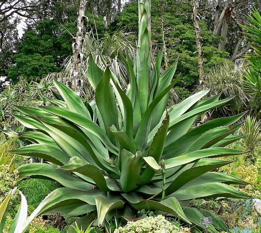 Agave salmiana var. ferox (Agave salmiana var. ferox)