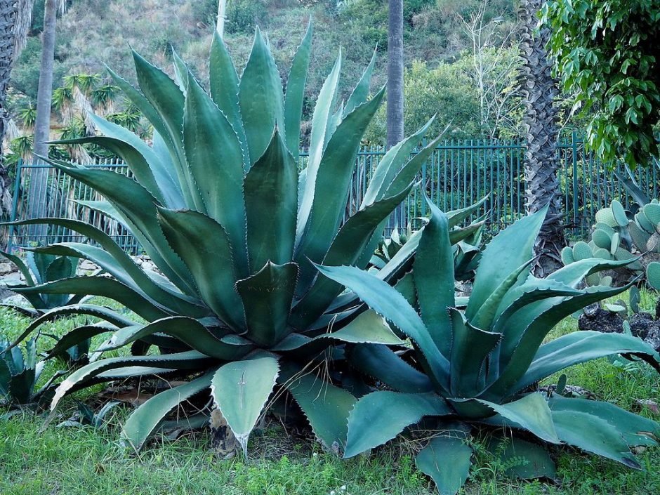 Como plantar Agave salmiana var. ferox (Agave salmiana var. ferox)_1