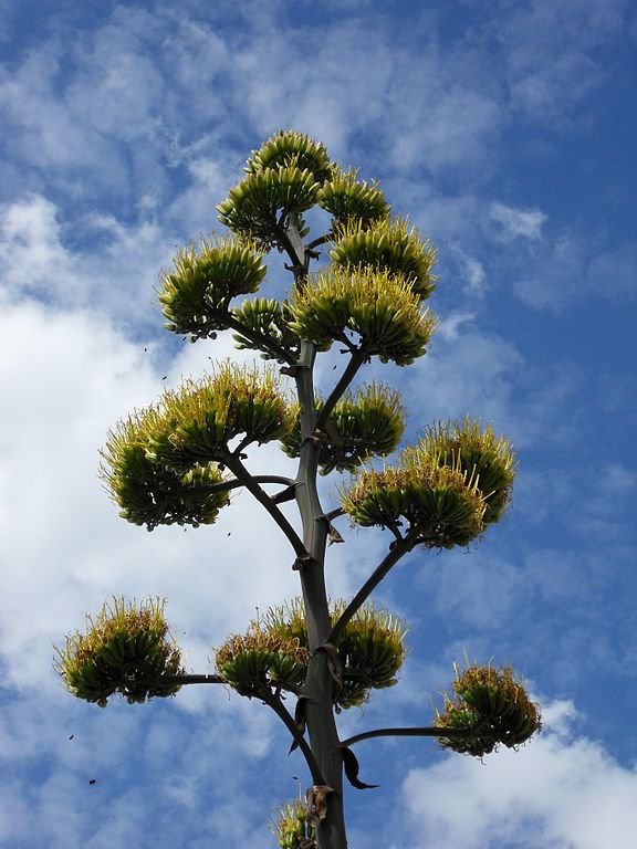 Onde plantar Agave salmiana var. ferox (Agave salmiana var. ferox)_2