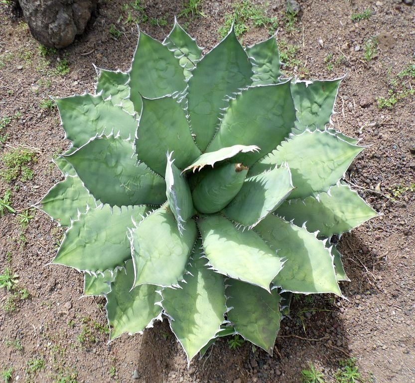 Agave titanota (Agave titanota)