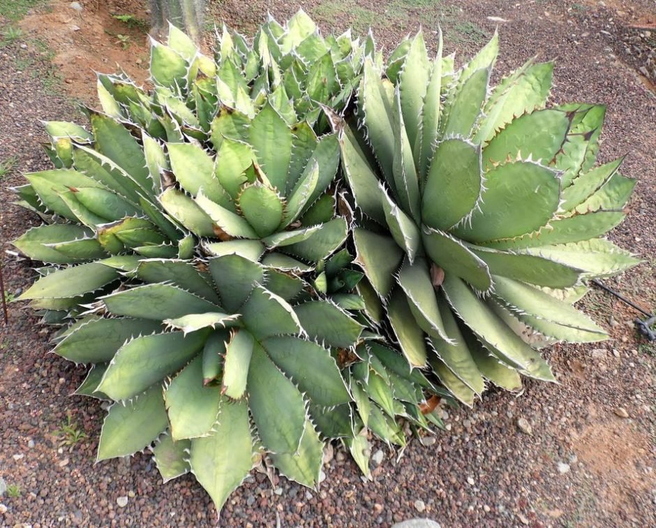 Como plantar Agave titanota (Agave titanota)_1