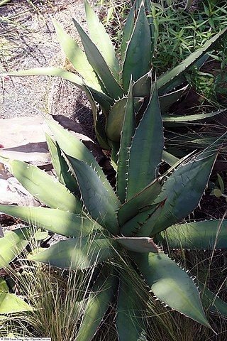 Onde plantar Agave titanota (Agave titanota)_2