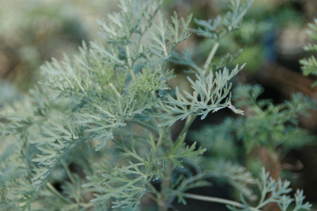 Artemisia 'Powis Castle' (Artemisia 'Powis Castle')