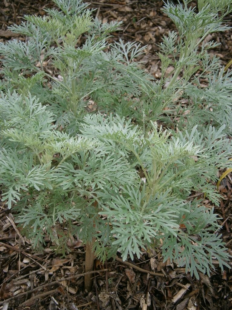Como plantar Artemisia 'Powis Castle' (Artemisia 'Powis Castle')_1