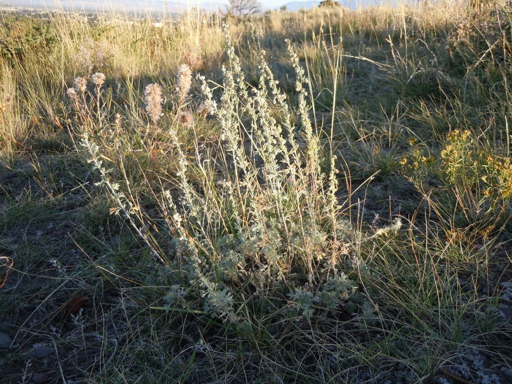 Artemisia frigida (Artemisia frigida)