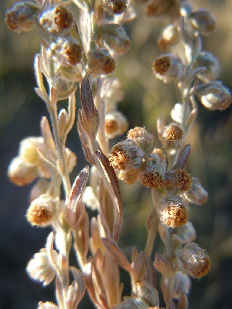Onde plantar Artemisia frigida (Artemisia frigida)_2