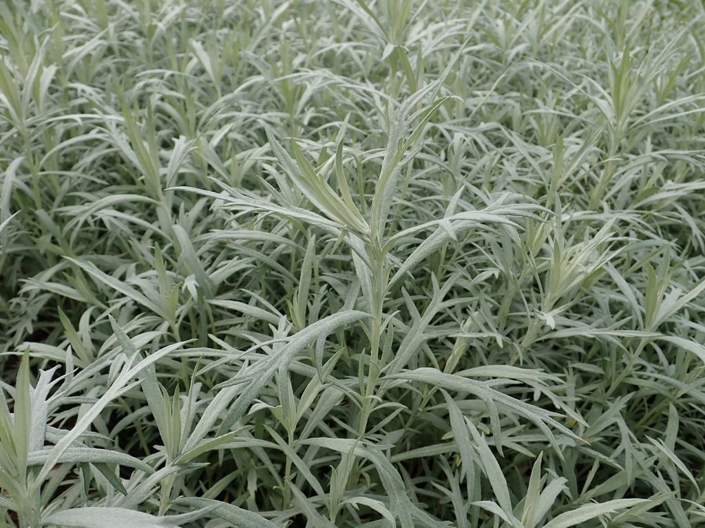 Artemisia ludoviciana 'Silver Queen' (Artemisia ludoviciana 'Silver Queen')