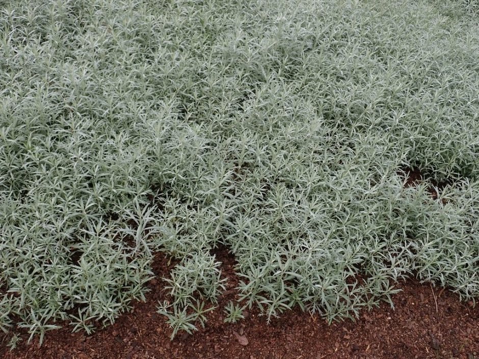 Como plantar Artemisia ludoviciana 'Silver Queen' (Artemisia ludoviciana 'Silver Queen')_1