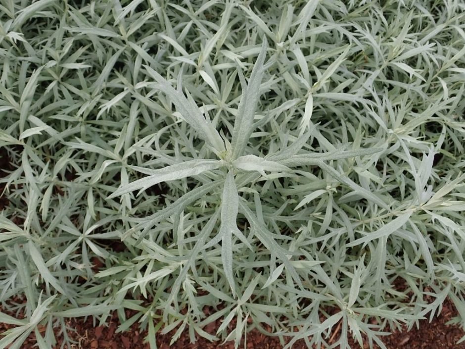 Onde plantar Artemisia ludoviciana 'Silver Queen' (Artemisia ludoviciana 'Silver Queen')_2