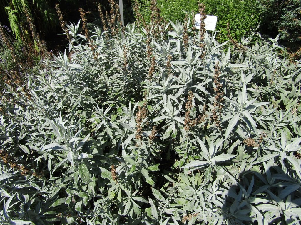 Artemisia ludoviciana 'Valerie Finnis' (Artemisia ludoviciana 'Valerie Finnis')