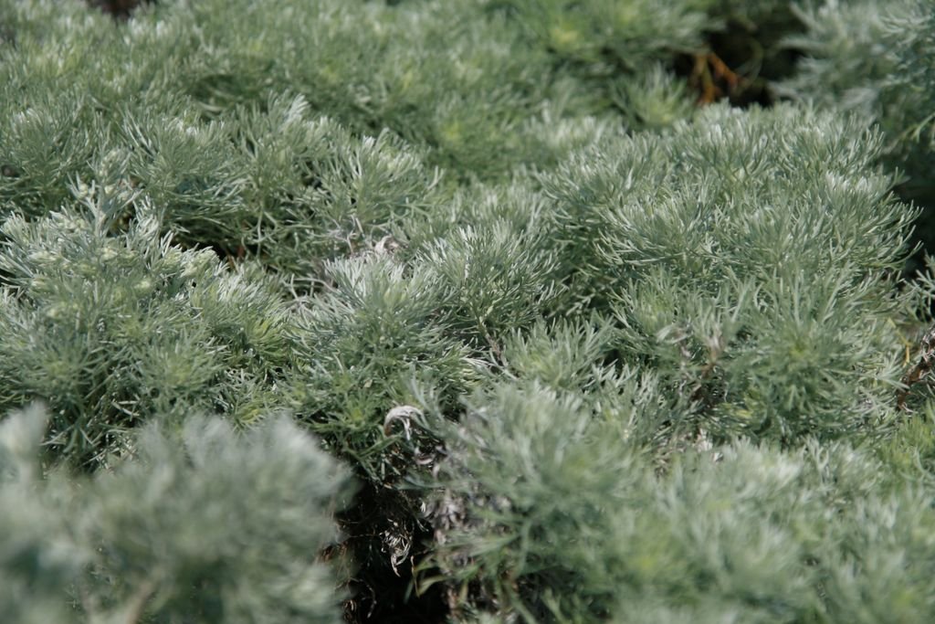 Artemisia schmidtiana 'Nana' (Artemisia schmidtiana 'Nana')
