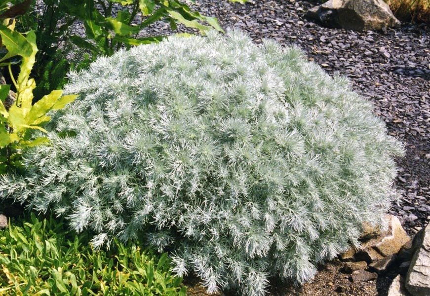 Como plantar Artemisia schmidtiana 'Nana' (Artemisia schmidtiana 'Nana')_1
