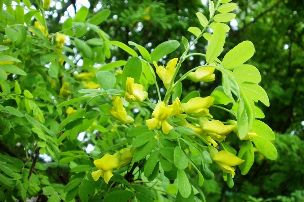 Árvore de ervilha siberiana (Caragana arborescens)