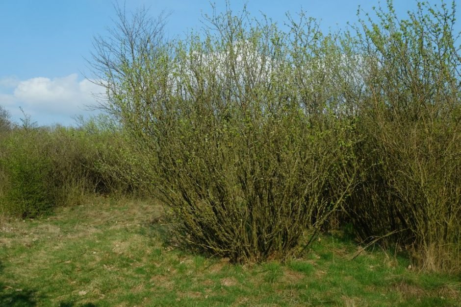 Como plantar Árvore de ervilha siberiana (Caragana arborescens)_1