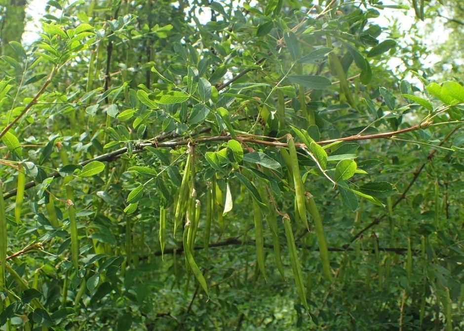 Onde plantar Árvore de ervilha siberiana (Caragana arborescens)_2