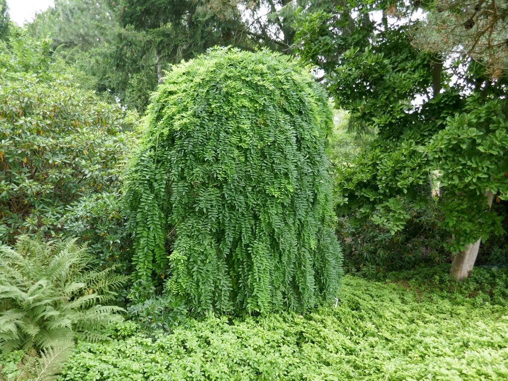 Árvore de ervilha siberiana 'Pendula' (Caragana arborescens 'Pendula')