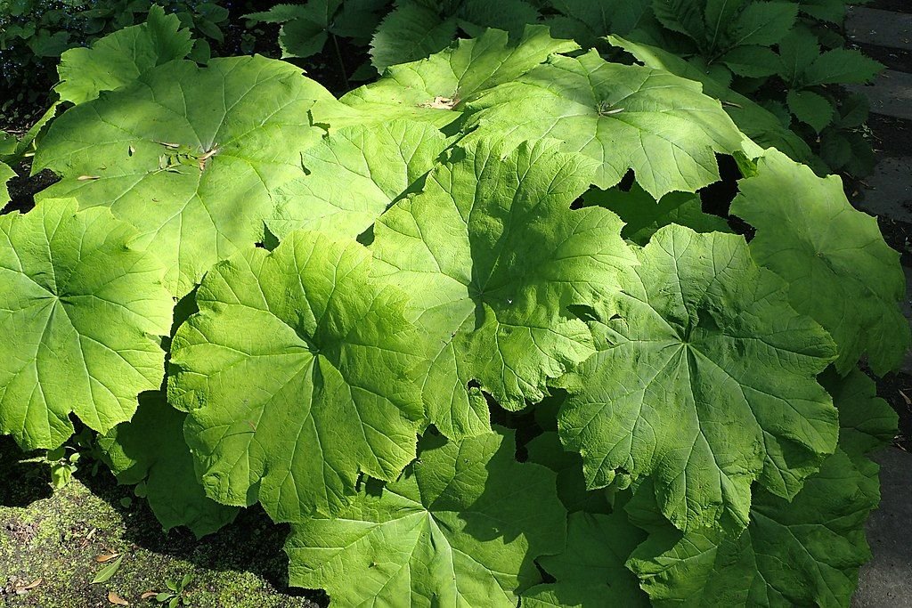 Astilboides tabularis (Astilboides tabularis)