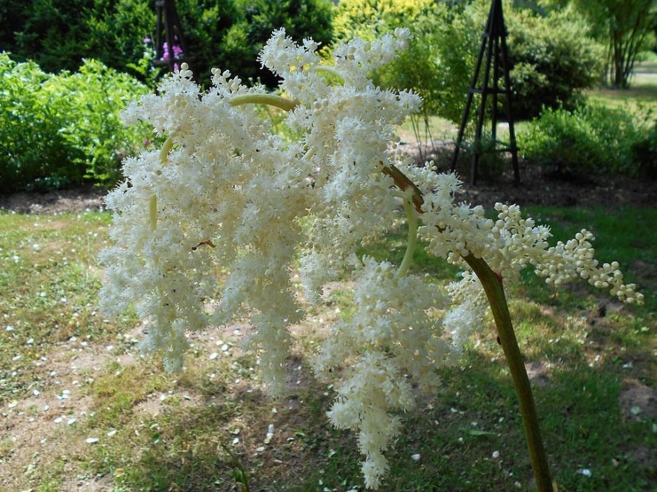Como plantar Astilboides tabularis (Astilboides tabularis)_1