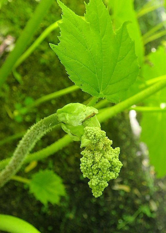 Onde plantar Astilboides tabularis (Astilboides tabularis)_2