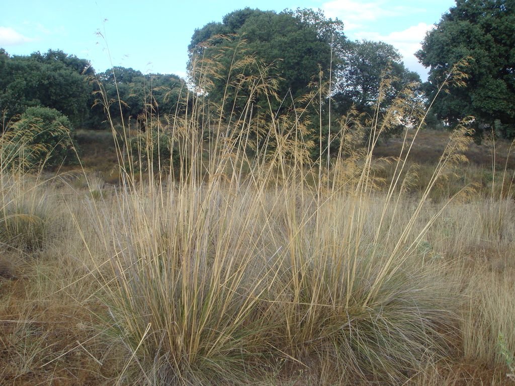 Aveia-de-ouro (Stipa gigantea)