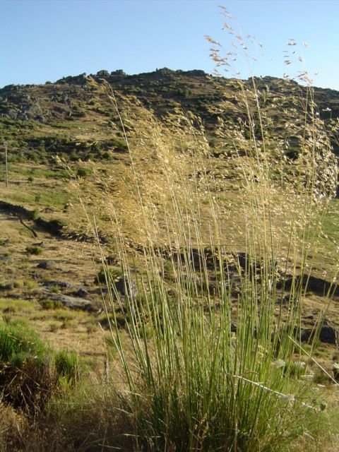 Como plantar Aveia-de-ouro (Stipa gigantea)_1