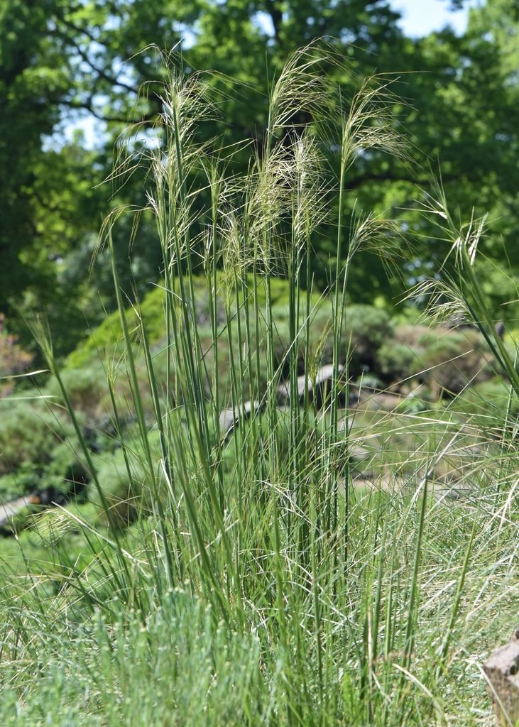 Onde plantar Aveia-de-ouro (Stipa gigantea)_2