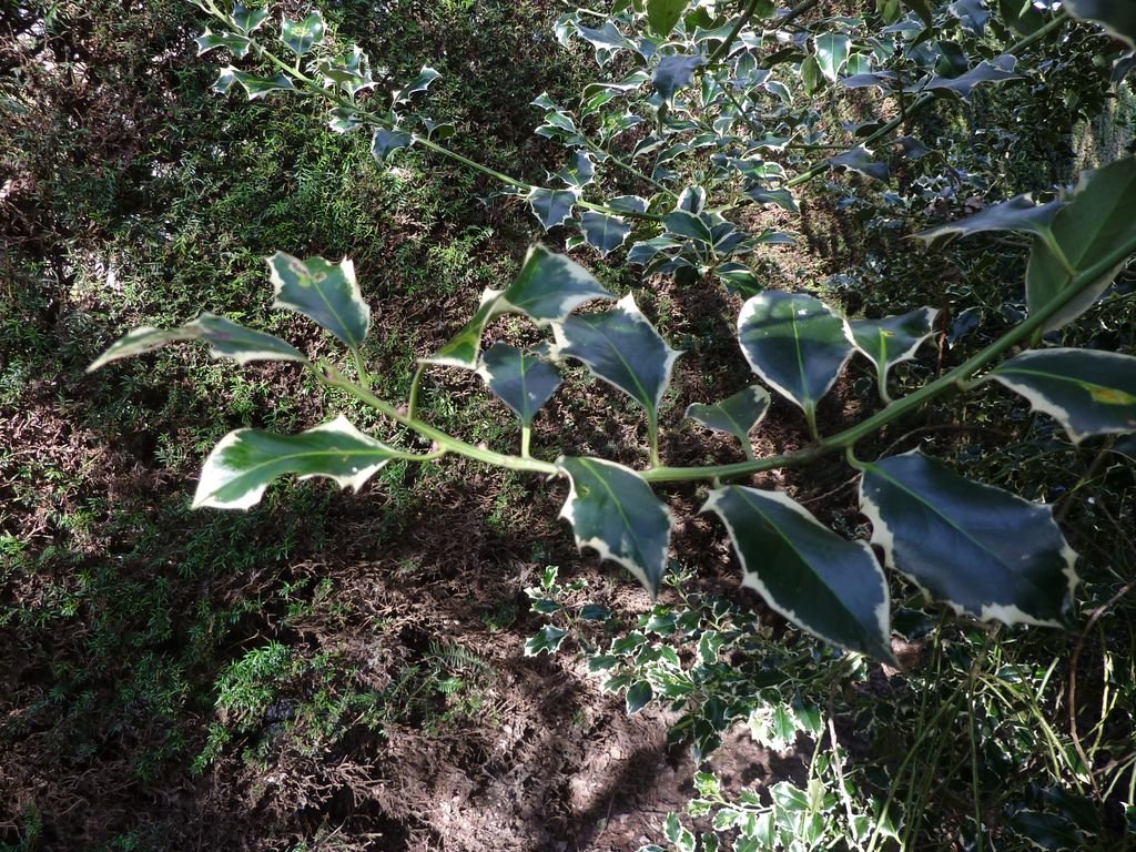 Azevinho 'Argentea Marginata' (Ilex aquifolium 'Argentea Marginata')