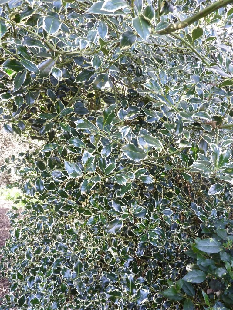 Como plantar Azevinho 'Argentea Marginata' (Ilex aquifolium 'Argentea Marginata')_1