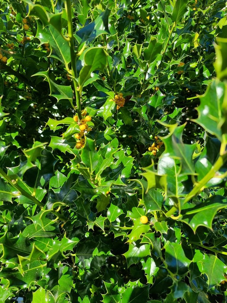 Azevinho 'Bacciflava' (Ilex aquifolium 'Bacciflava')