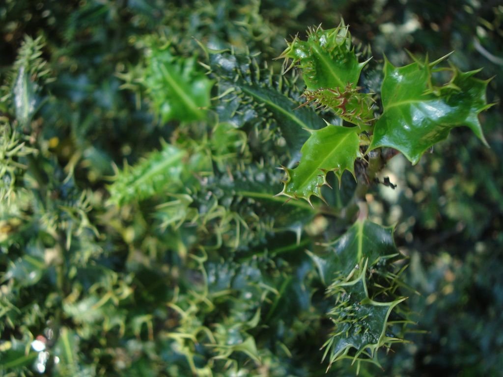 Azevinho 'Ferox' (Ilex aquifolium 'Ferox')