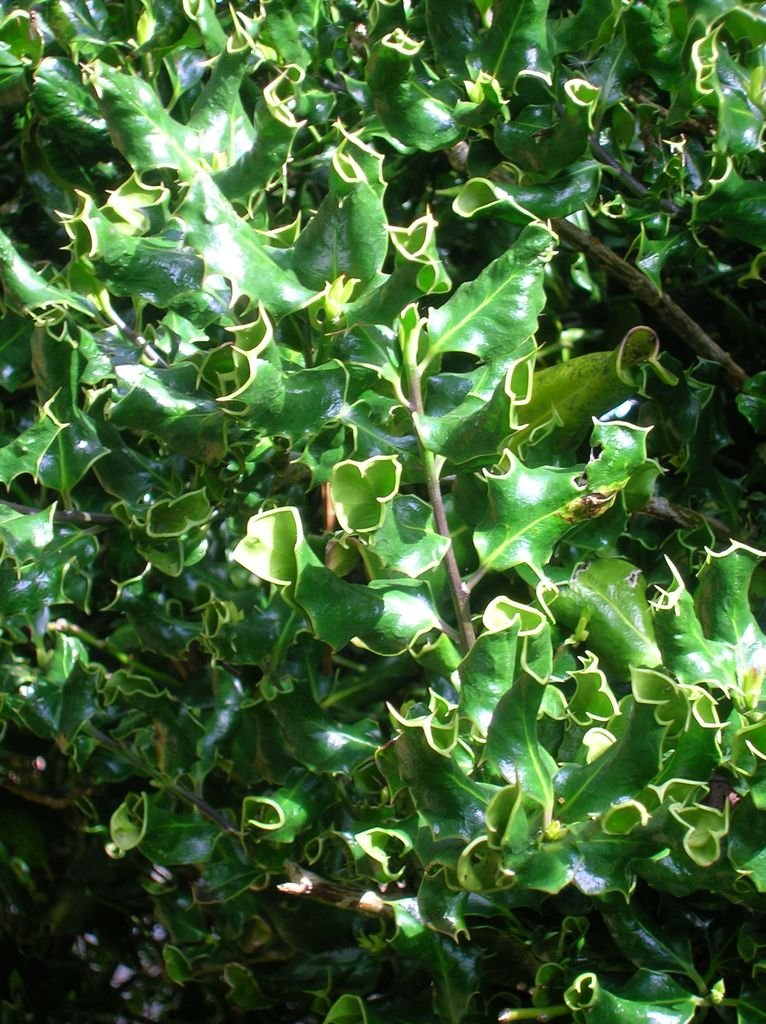 Como plantar Azevinho 'Ferox' (Ilex aquifolium 'Ferox')_1