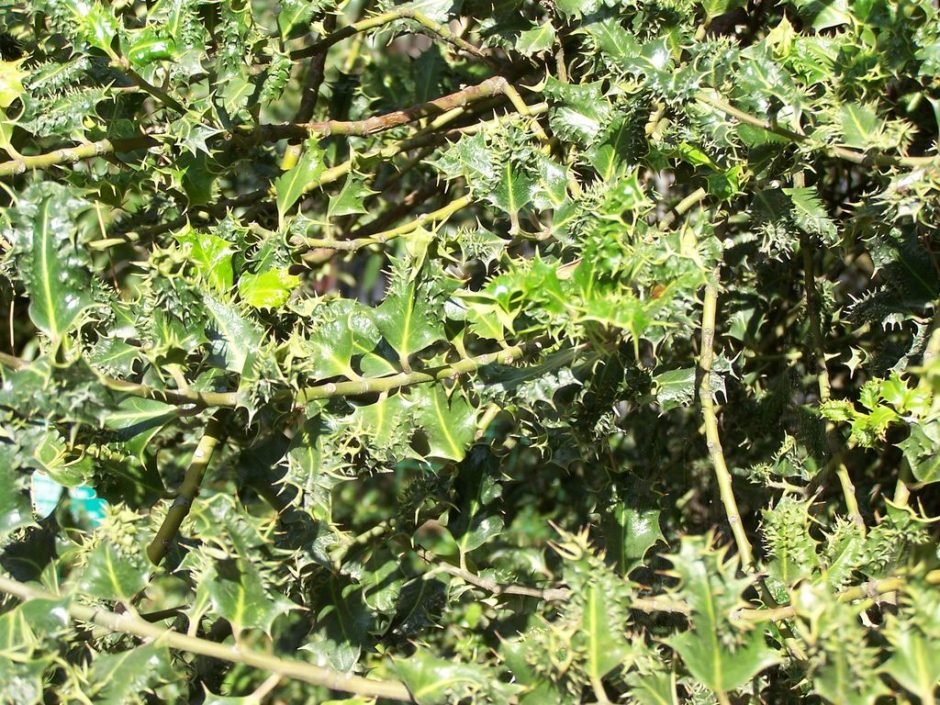 Onde plantar Azevinho 'Ferox' (Ilex aquifolium 'Ferox')_2