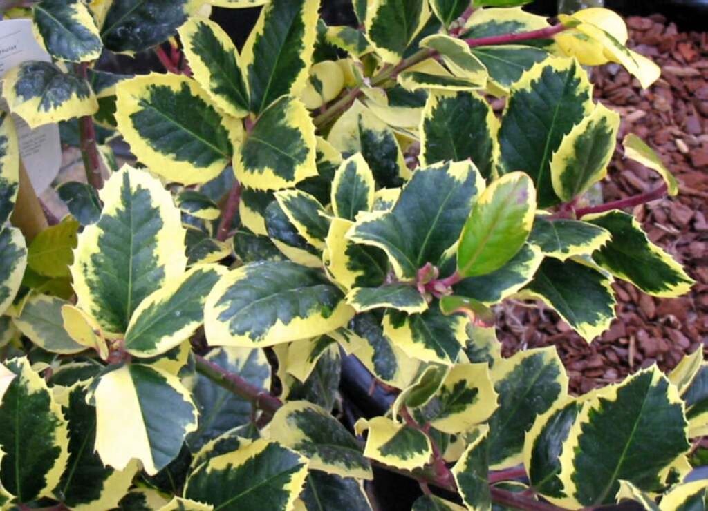 Azevinho 'Golden King' (Ilex × altaclerensis 'Golden King')