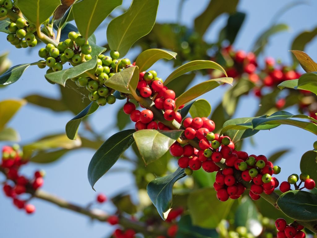 Azevinho (Ilex aquifolium)