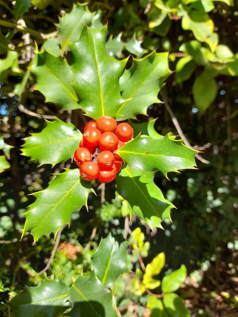 Como plantar Azevinho (Ilex aquifolium)_1