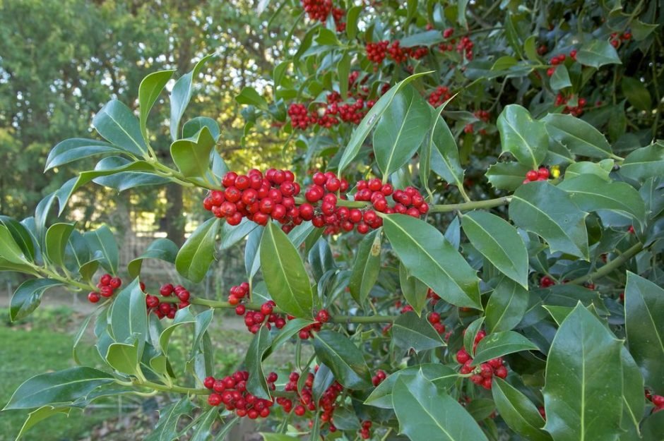 Onde plantar Azevinho (Ilex aquifolium)_2