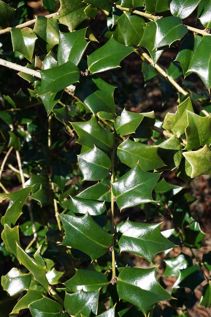 Azevinho 'Lydia Morris' (Ilex 'Lydia Morris')