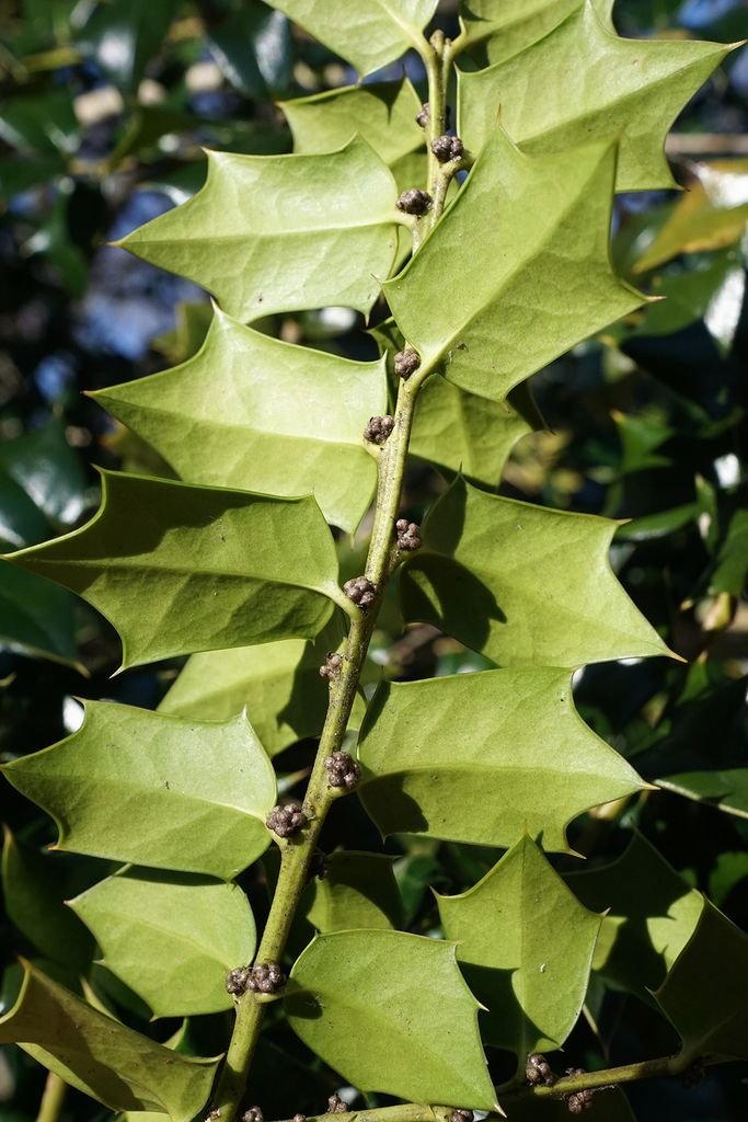 Como plantar Azevinho 'Lydia Morris' (Ilex 'Lydia Morris')_1