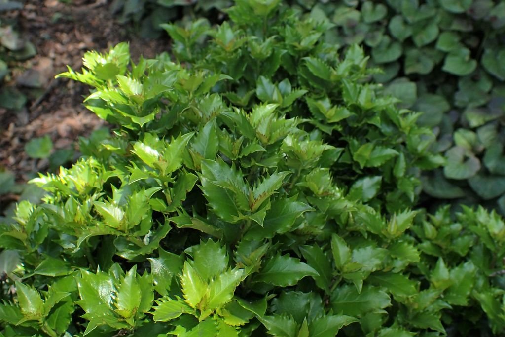 Azevinho 'Mondo' (Ilex × meserveae Little Rascal 'Mondo')