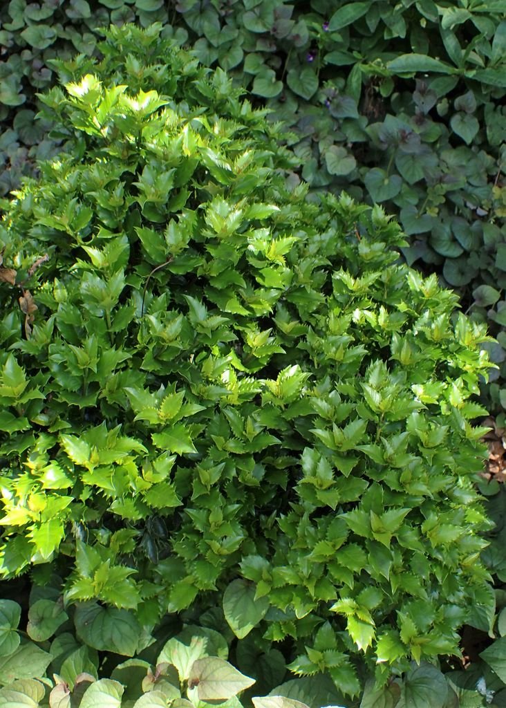 Como plantar Azevinho 'Mondo' (Ilex × meserveae Little Rascal 'Mondo')_1