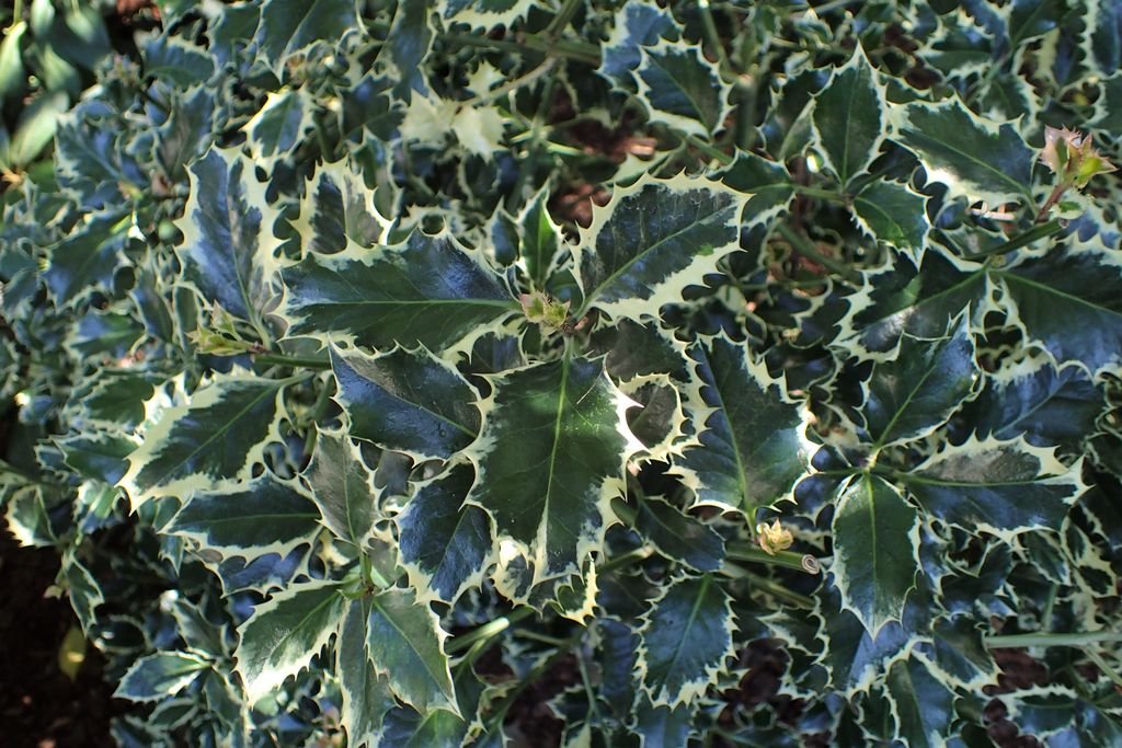 Azevinho 'Silver Queen' (Ilex aquifolium 'Silver Queen')