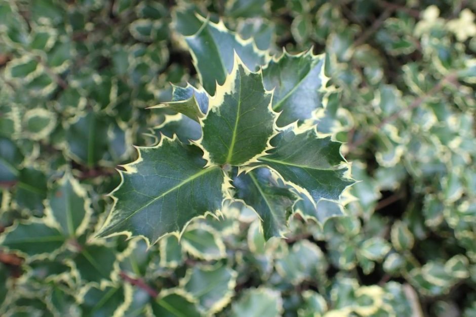 Como plantar Azevinho 'Silver Queen' (Ilex aquifolium 'Silver Queen')_1
