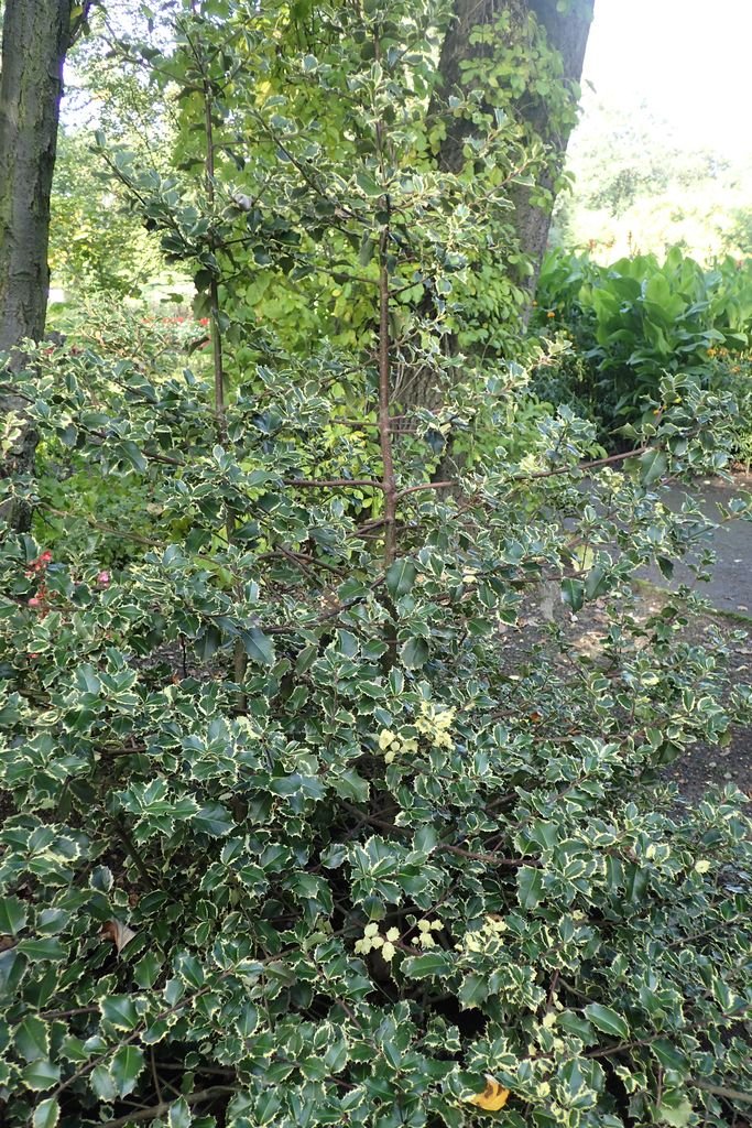 Onde plantar Azevinho 'Silver Queen' (Ilex aquifolium 'Silver Queen')_2