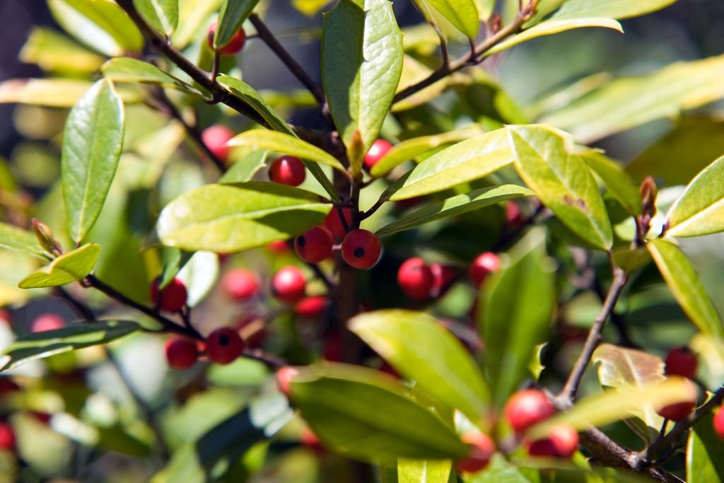 Azevinho 'Sunny Foster' (Ilex × attenuata 'Sunny Foster')