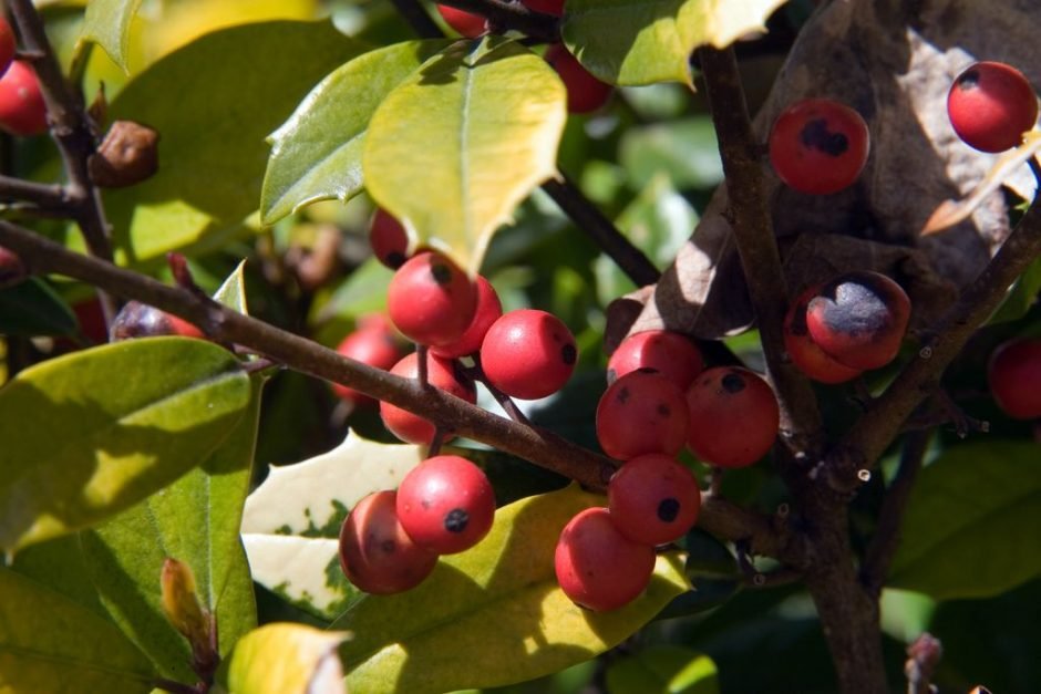 Como plantar Azevinho 'Sunny Foster' (Ilex × attenuata 'Sunny Foster')_1