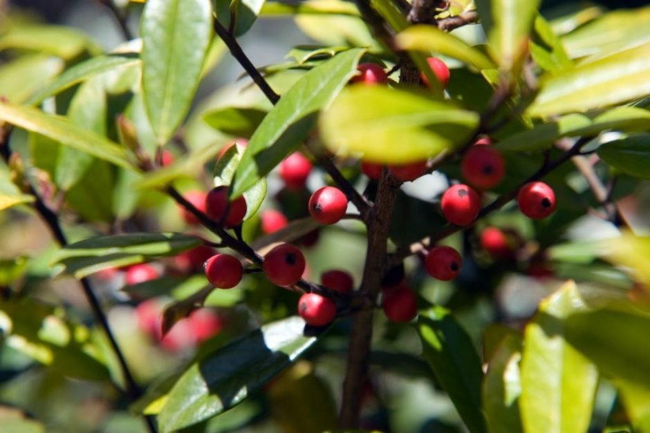 Onde plantar Azevinho 'Sunny Foster' (Ilex × attenuata 'Sunny Foster')_2