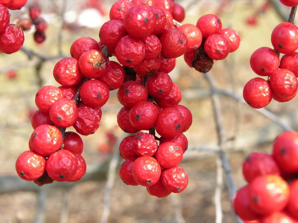 Azevinho 'Winter Red' (Ilex verticillata 'Winter Red')