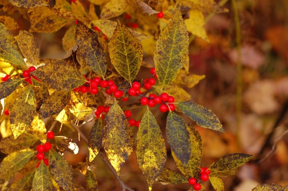 Como plantar Azevinho 'Winter Red' (Ilex verticillata 'Winter Red')_1