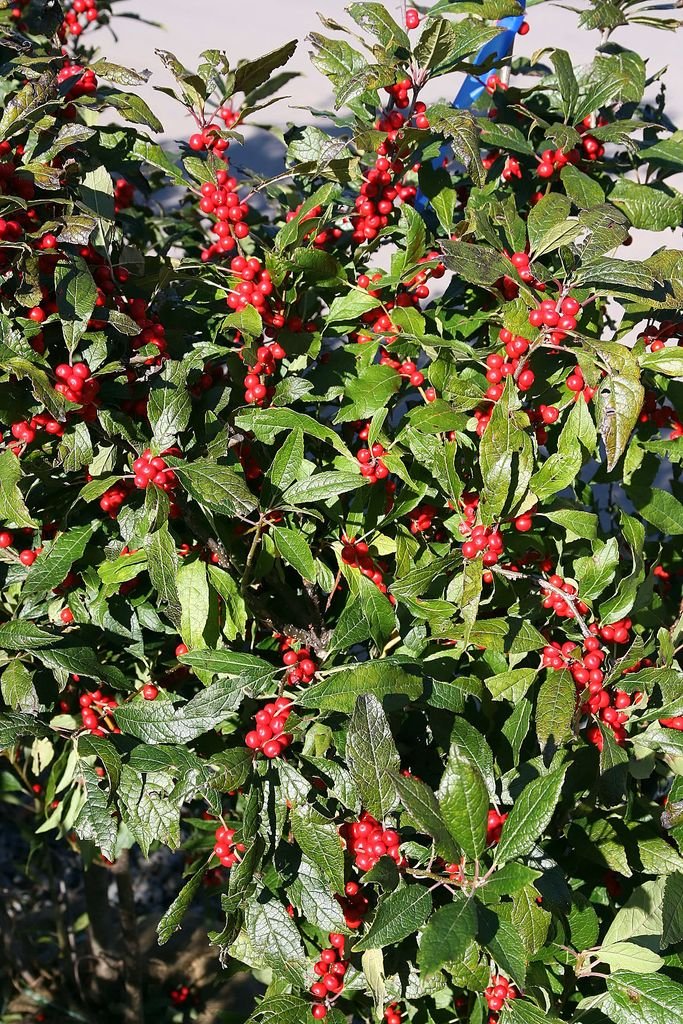 Onde plantar Azevinho 'Winter Red' (Ilex verticillata 'Winter Red')_2