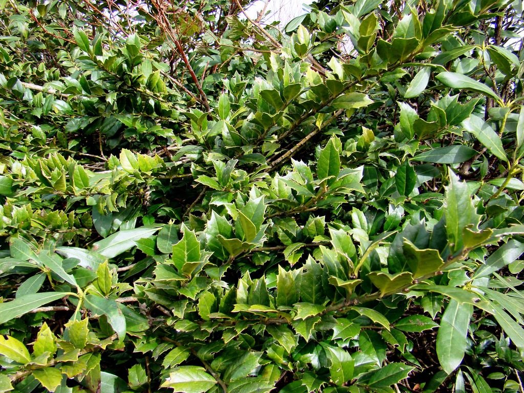 Azevinho colchica (Ilex colchica)